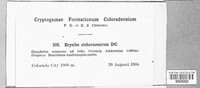 Golovinomyces cichoracearum image